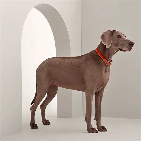 hermes twilly dog|hermes dog collars 2024.